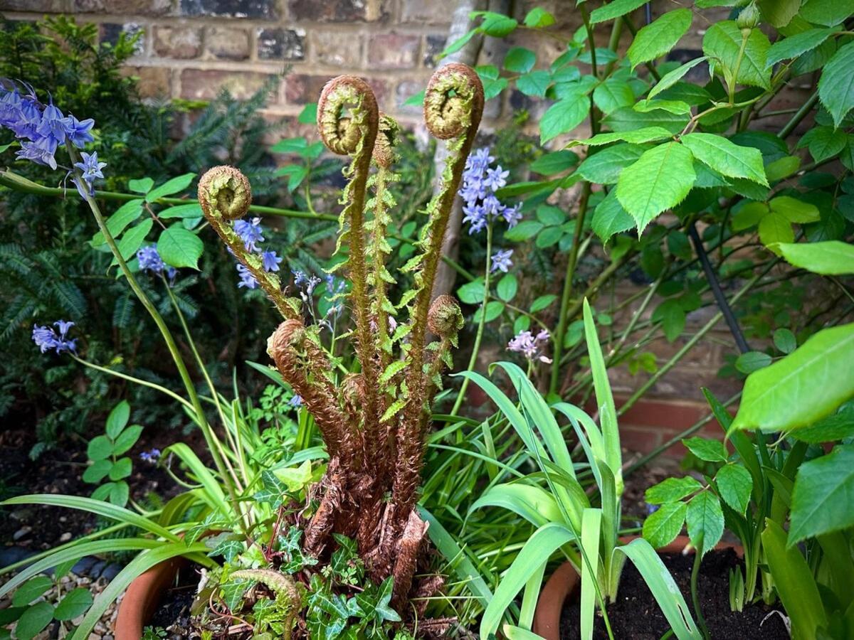 Large 1 Bd Period Garden Flat, Kings Cross - Camden Apartamento Londres